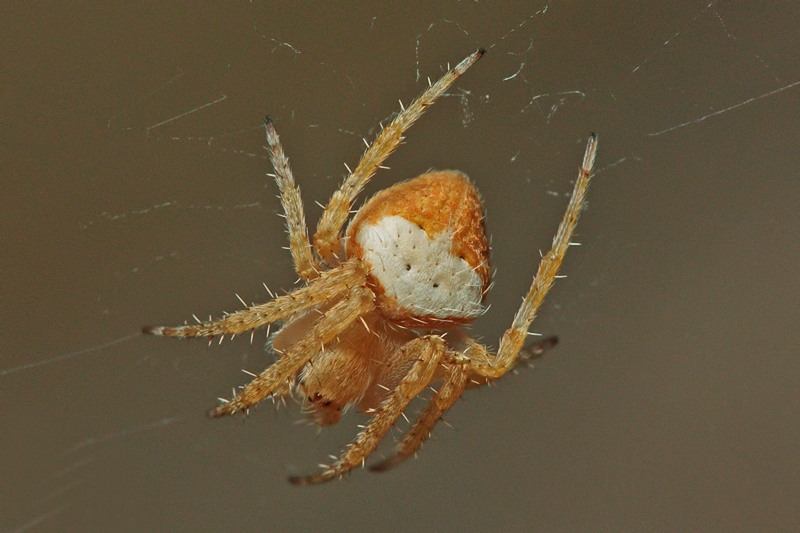 Neoscona subfusca - Malta